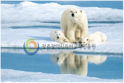 27. 북극곰 빙하 사진